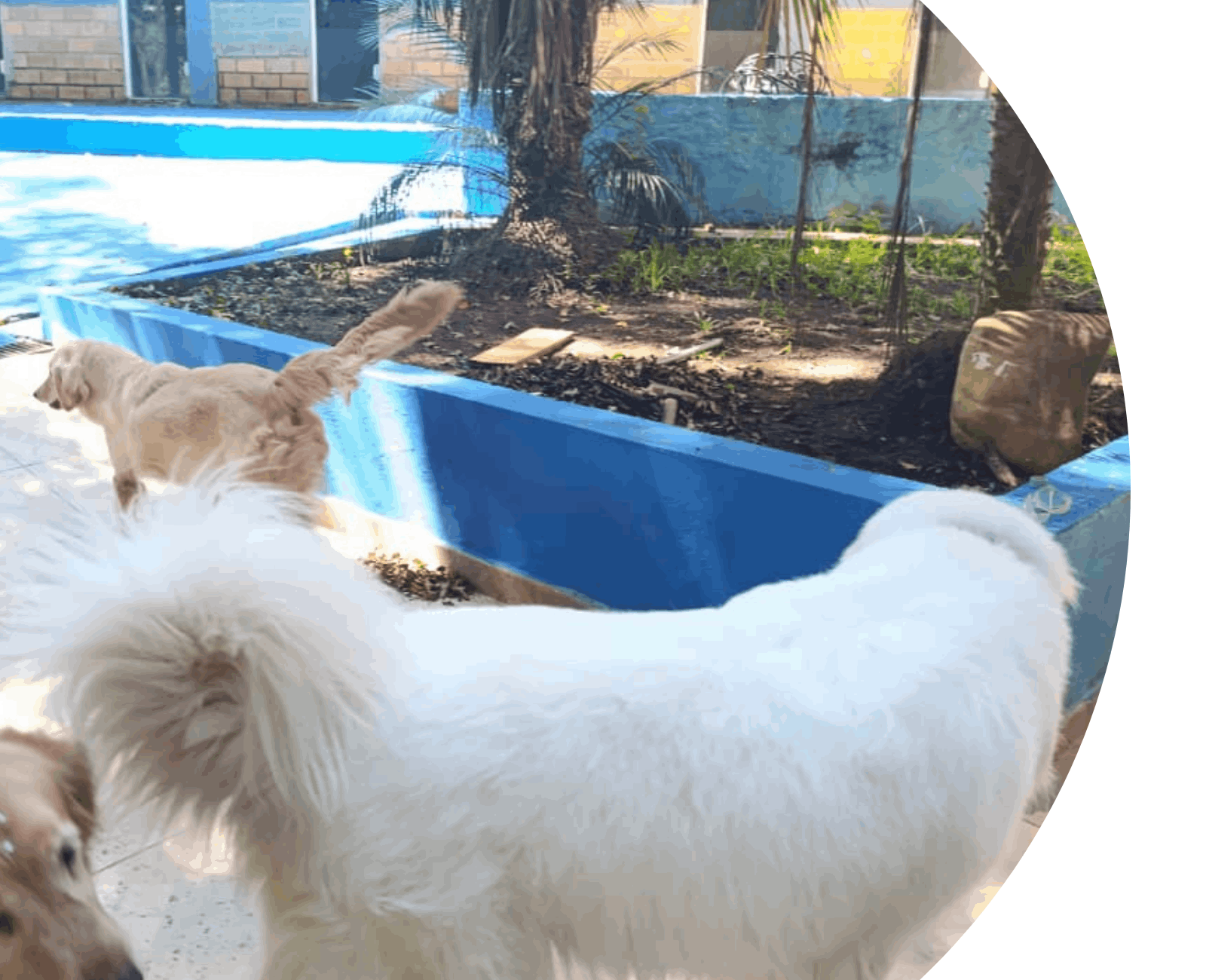 Conheça o JS Pet Resort