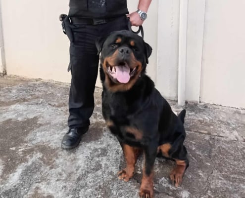 Cão de Guarda