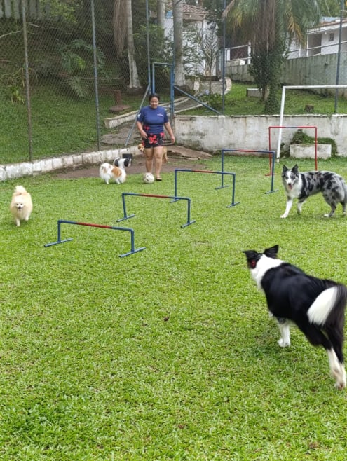 Hotel de Cães JS Pet Resort