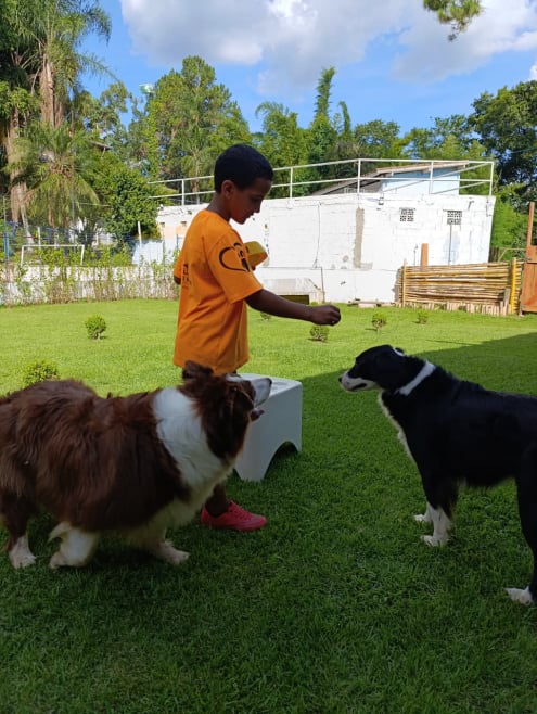 Hotel de Cães JS Pet Resort