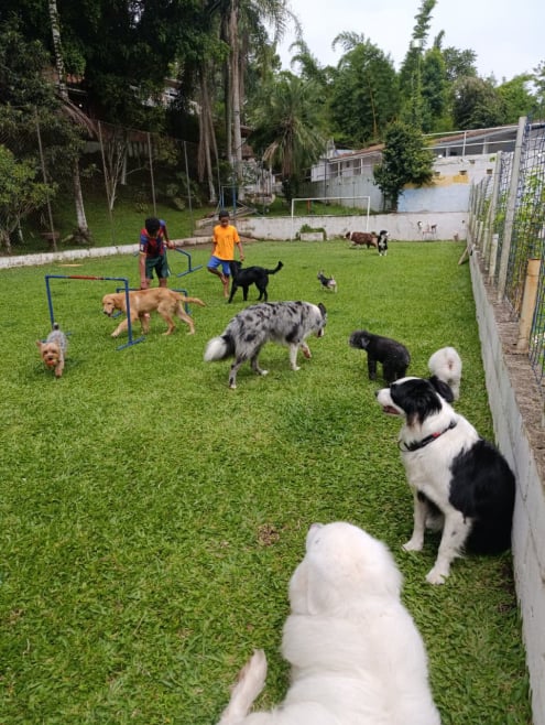 Hotel de Cães JS Pet Resort