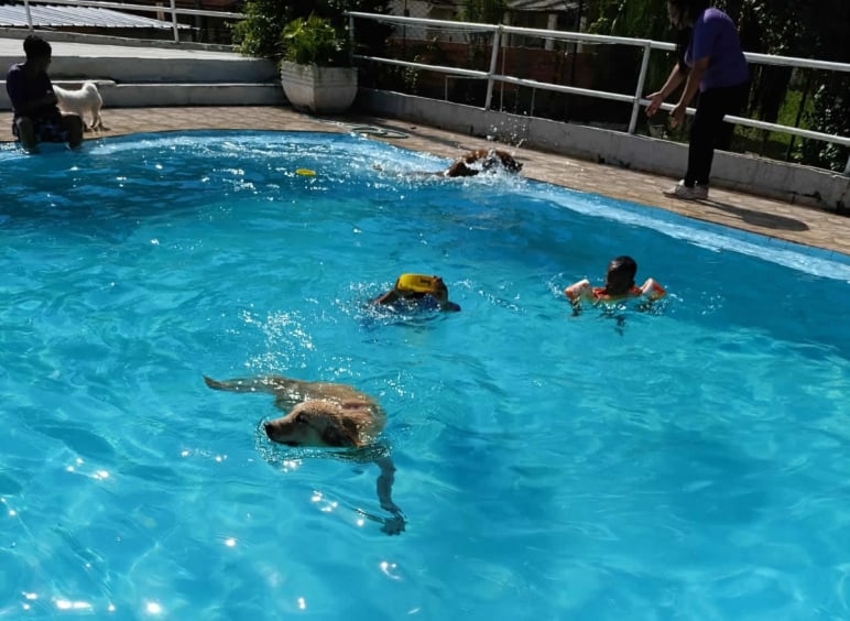 Cachorro brincando na piscina da JS Pet Resort